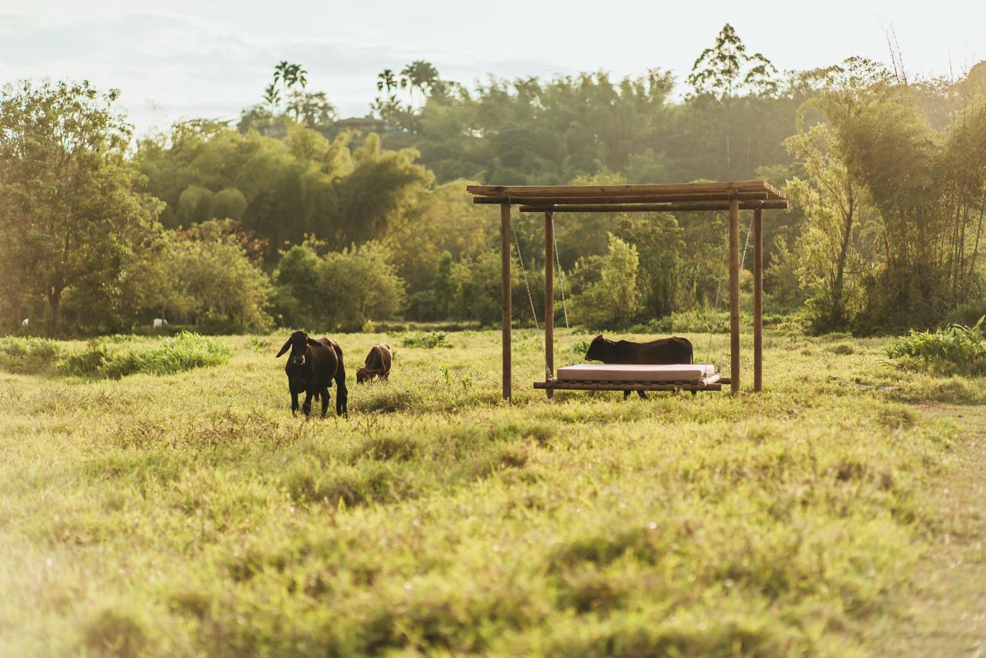 Glamping Entre Rios Hotel Calarca Bagian luar foto